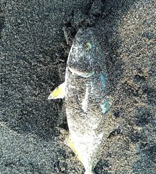 久々のワカシくん