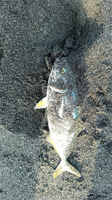 久々のワカシくん