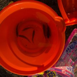 息子と豆アジ釣り