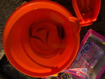 息子と豆アジ釣り