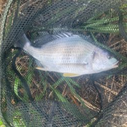 暑かったけど、釣れて良かった