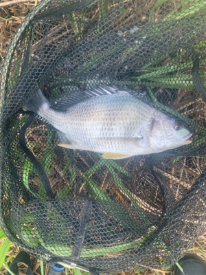 暑かったけど、釣れて良かった