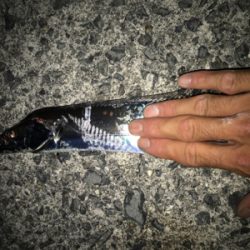 2020ライトゲーム第23戦　夏タチ爆釣！