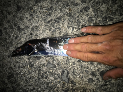 2020ライトゲーム第23戦　夏タチ爆釣！