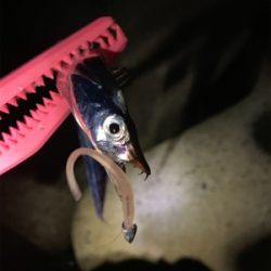 夕涼みアジング♪♪