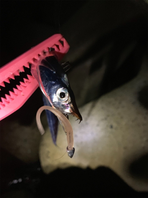 夕涼みアジング♪♪