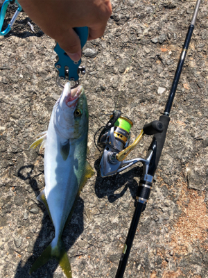 盆休み最終日は加太大波止で青物！
