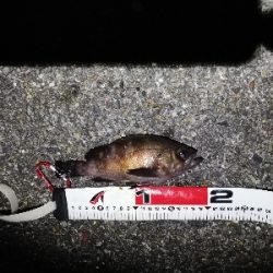 ナイトシーバス釣行？