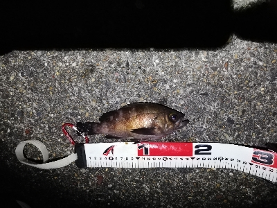 ナイトシーバス釣行？