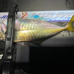 アジング 入れ食い