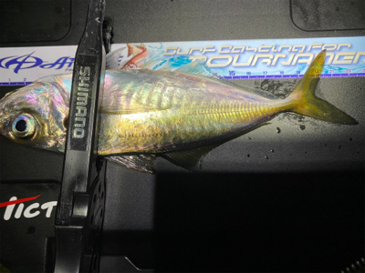 アジング 入れ食い