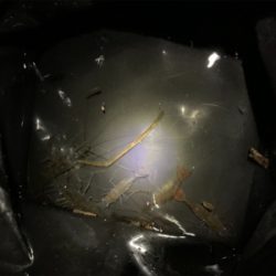 テナガエビ釣り