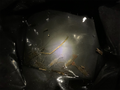 テナガエビ釣り