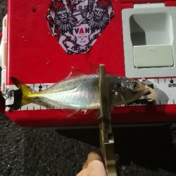 アジング練習 174