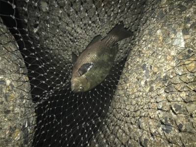 極暑の中夜釣り