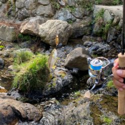 カワムツしか釣れない