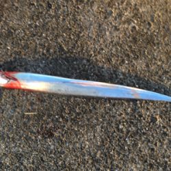 ツバス狙いでしたが