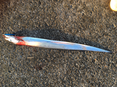 ツバス狙いでしたが