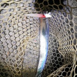 太刀魚シーズンです