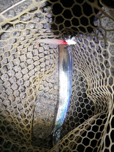 太刀魚シーズンです