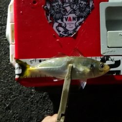 アジング練習 175