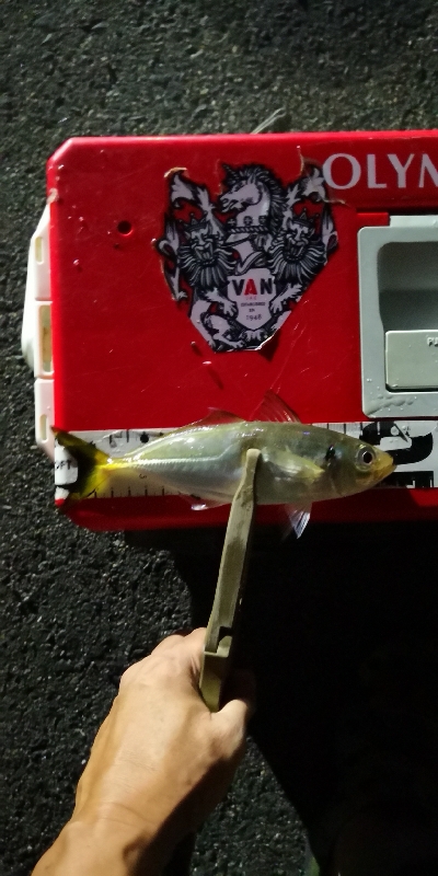 アジング練習 175