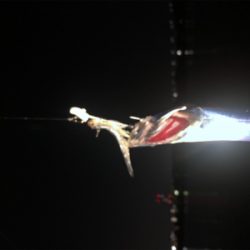 岸和田でもタチウオ