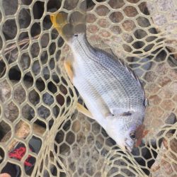 淀川ブリームゲーム