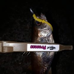 ちょっとだけ、ライトフィッシング