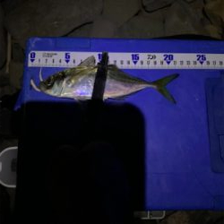 フロート小アジング