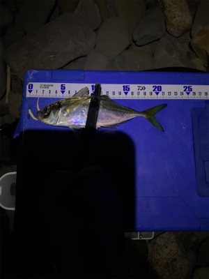 フロート小アジング