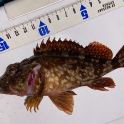 ガシラ祭り^ ^♫