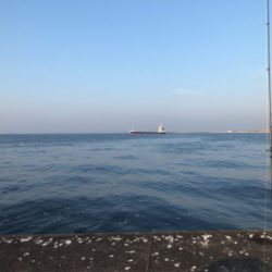 人生初のサワラ