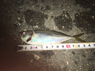 下げ潮の難しさ