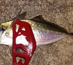 つ抜けアジング