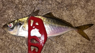 つ抜けアジング