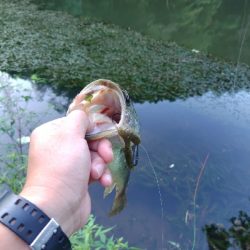 パンチショット