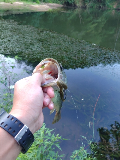 パンチショット