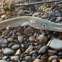 海水温が高くて渋いです。