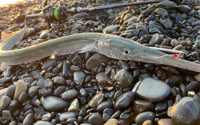 海水温が高くて渋いです。
