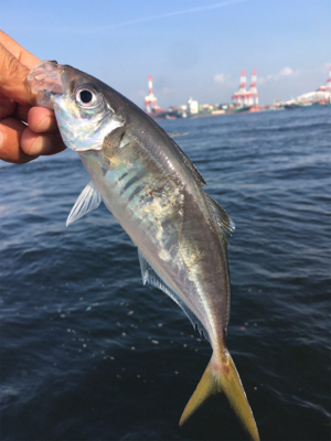 SSJでメクリアジ2匹サバ2匹