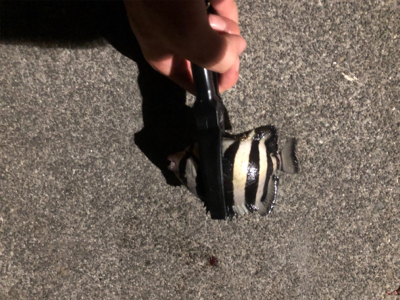 ライトゲームでまさかのタチウオ