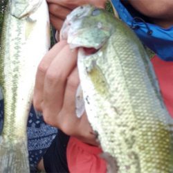 ミッドサマー難しい