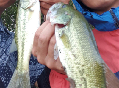 ミッドサマー難しい