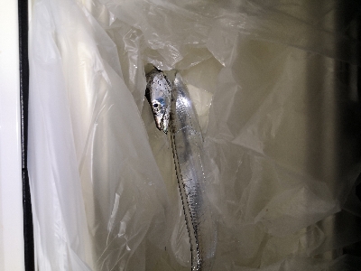 太刀魚の時合いは短時間