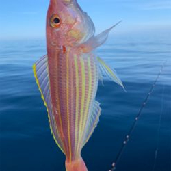 マイボートでアマダイ狙い