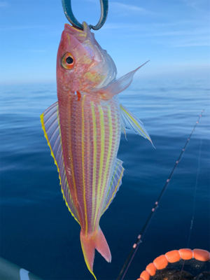 マイボートでアマダイ狙い