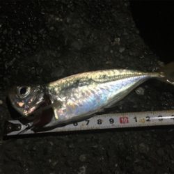 いつものアジング