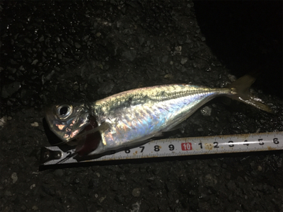 いつものアジング