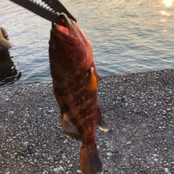 ロックフィッシュ